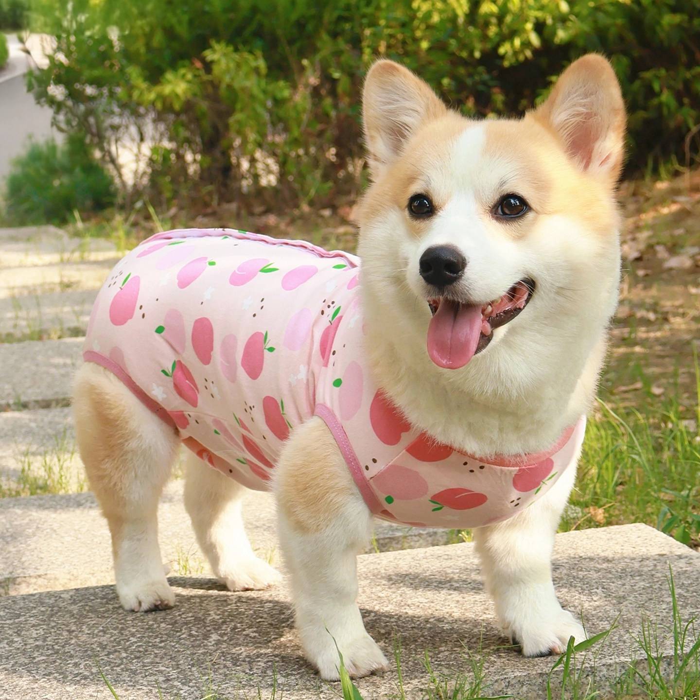 柯基柴犬比熊狗狗绝育服母狗断奶服公狗手术后衣服全包护肚空调服