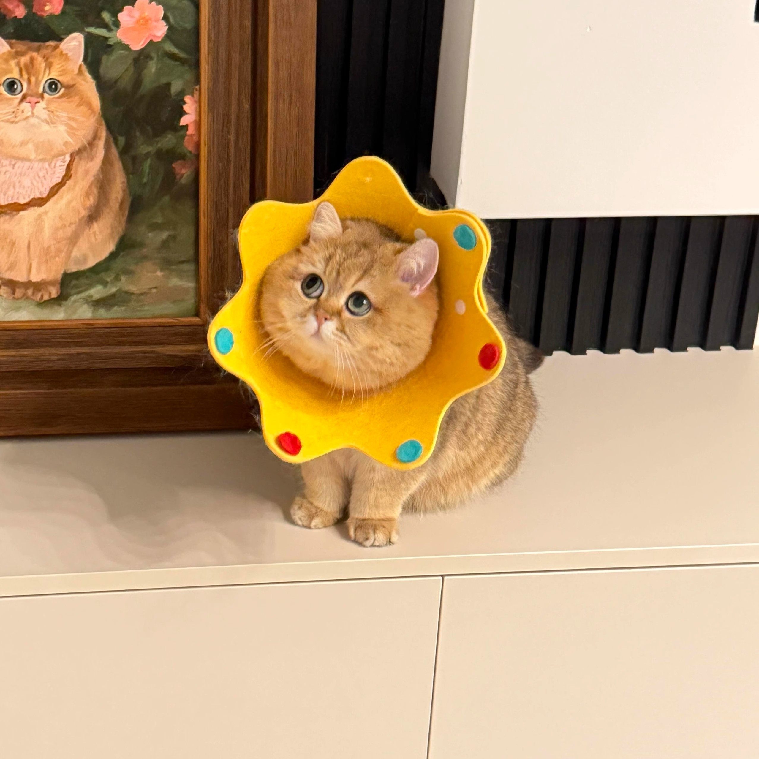 多巴胺伊丽莎白圈猫咪防舔咬绝育圈宠物毛毡头套狗狗可调节羞耻圈