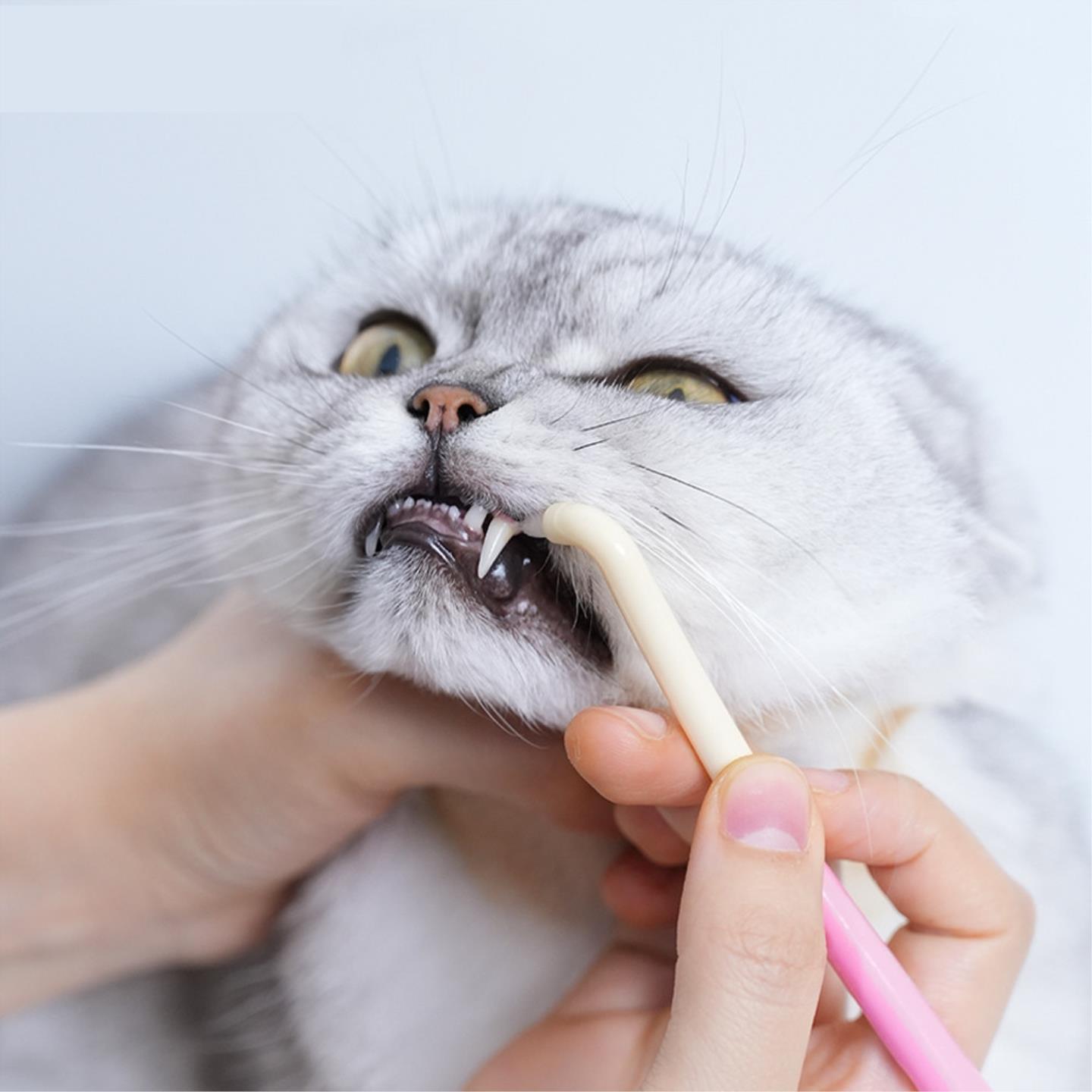 宠物牙刷猫咪小牙刷狗狗牙刷软毛小头牙刷小型犬牙齿牙垢清洁