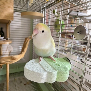 鹦鹉小树磨砂站杆鸟类磨爪磨嘴玩具可水洗矿物质鸟笼站架小宠用品