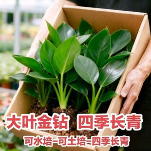 大叶金钻盆栽绿公主室内水培绿植好养办公室客厅四季常青净化空气