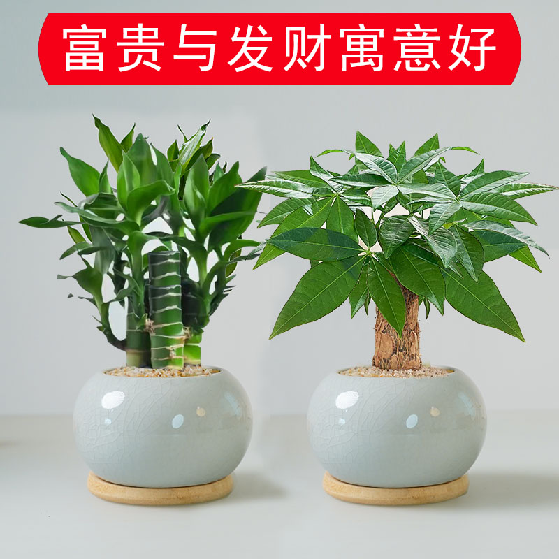 发财树富贵竹步步高好寓意桌面好养室内绿植高端盆栽办公室茶桌
