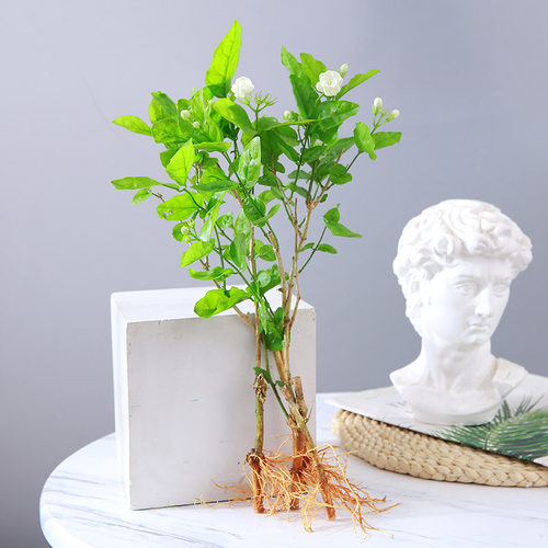 水培茉莉花盆栽带花苞木本花卉