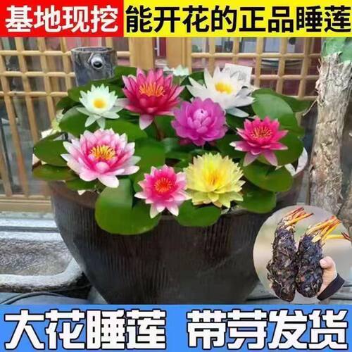 睡莲水培植物大小型水养睡莲根块苗荷花迷你四季花苗水草泥土盆栽