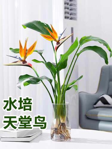 天堂鸟鹤望兰四季常青客厅