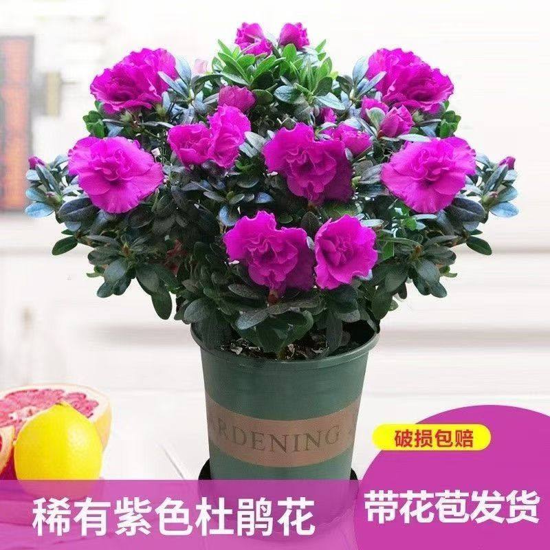 稀有紫色西洋杜鹃西德四季开花卉重瓣映山红树木室内庭院阳台盆栽,鲜花速递/花卉仿真/绿植园艺,绣球/木绣球/木本植物,淘宝优惠券,粉丝福利购,淘宝优惠卷