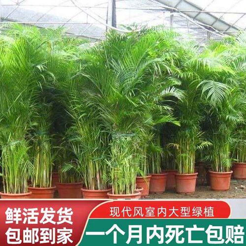 富贵椰子凤尾竹盆栽大型散尾葵植物盆栽网红绿植净化空气美化室内
