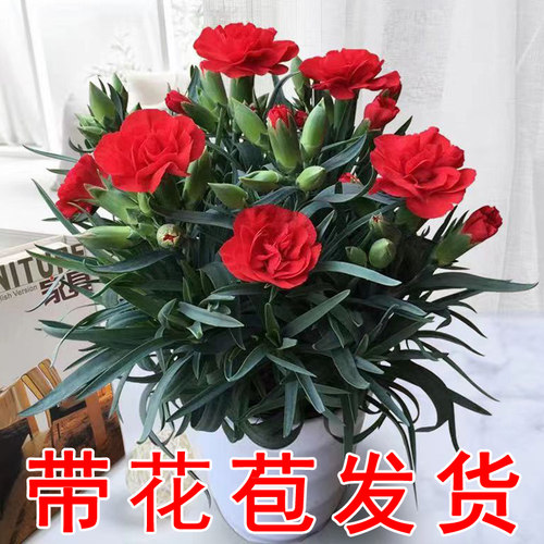 【母亲节】康乃馨盆栽带花苞