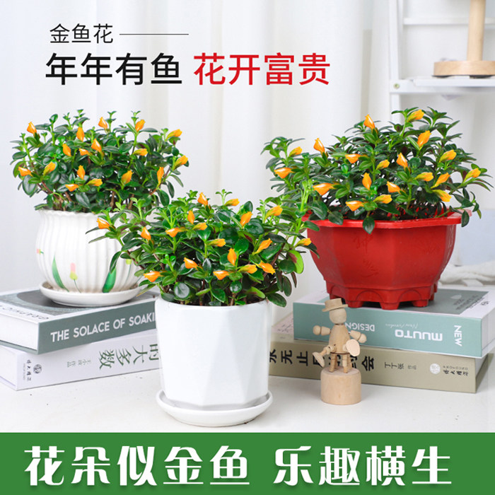金鱼花吊兰盆栽四季观花植物