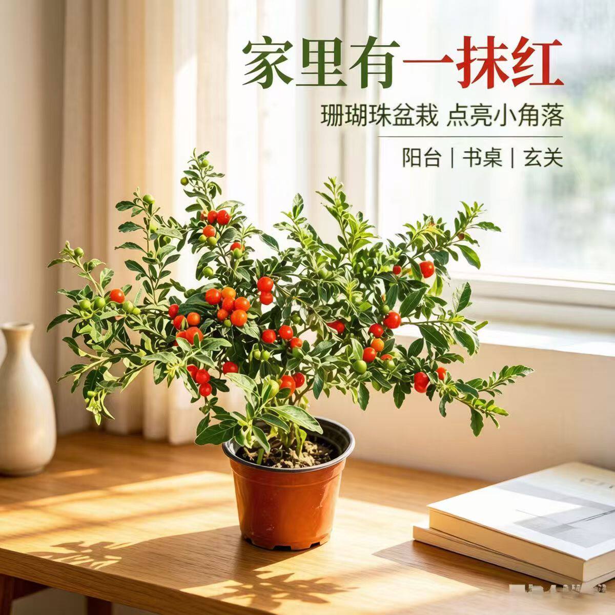 精品珊瑚豆盆栽室内观果绿植四季常青点缀家居桌面治愈好物