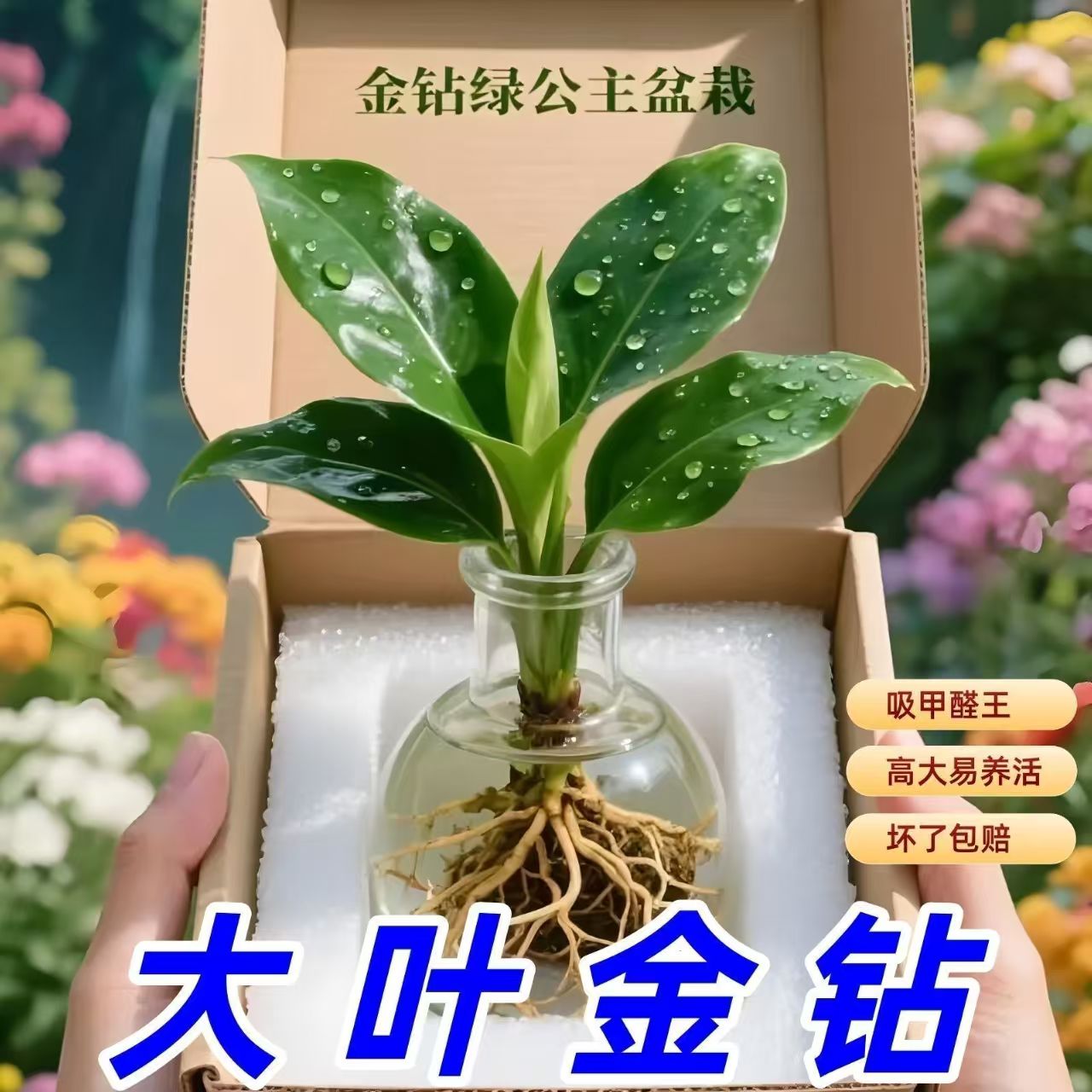 金钻绿公主盆栽客厅办公室内绿植四季常青水培植物除甲醛净化空气
