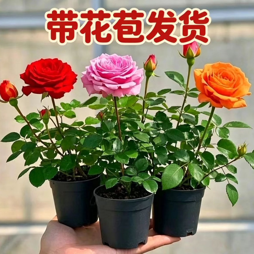 【带花苞】月季小苗灌木阳台盆栽大花浓香型四季开花庭院爬藤欧月图片