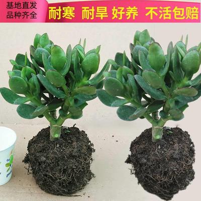 玉树盆栽老桩大叶红边玉树树苗精品多肉植物大颗好养室内花卉绿植