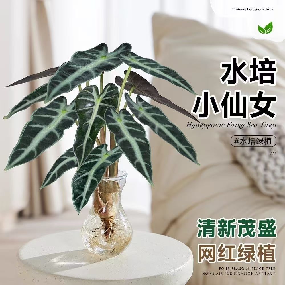 仙女植物海芋水培室内桌面办公室北欧绿植净化空气观叶防辐射盆栽