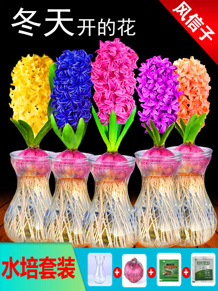 风信子种球特大土培风信子水养鲜花适合水养的花卉水培植物室内花