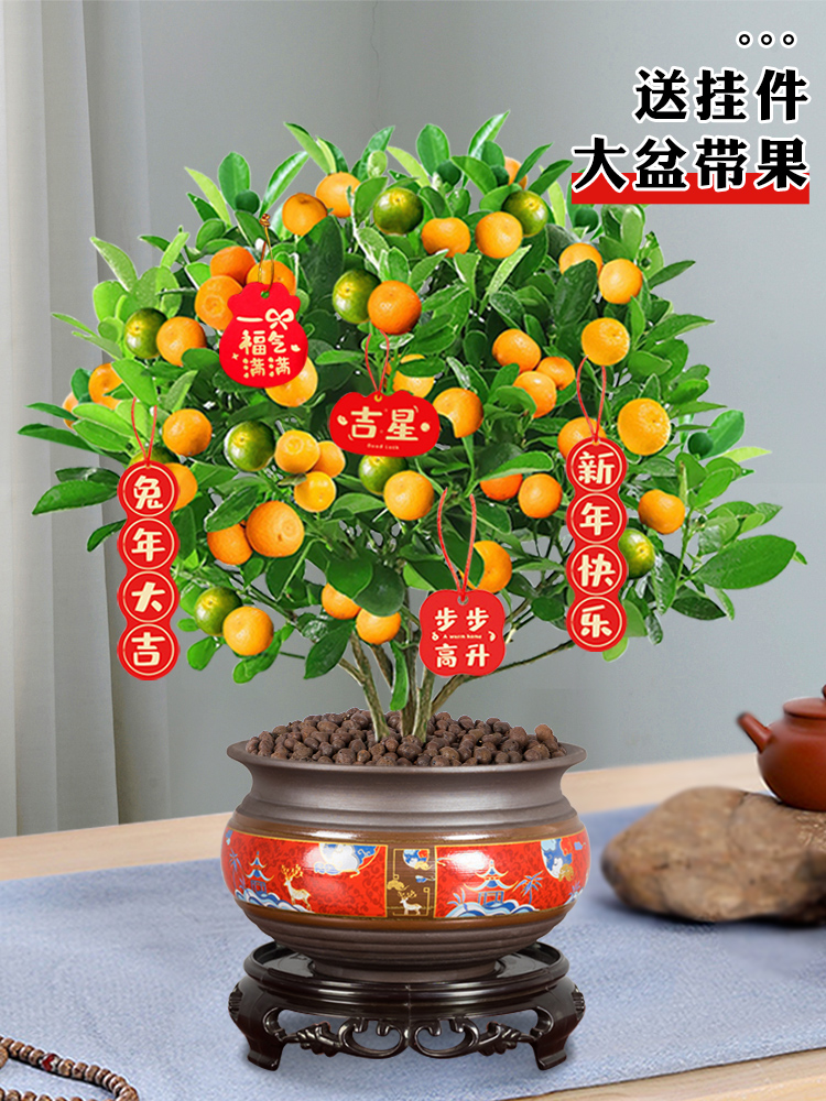 四季金桔树苗盆栽大颗