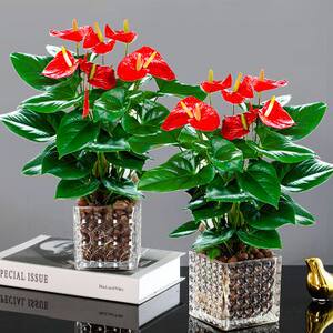 水培红掌盆栽室内四季开花