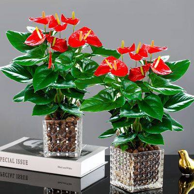 水培红掌盆栽室内四季开花