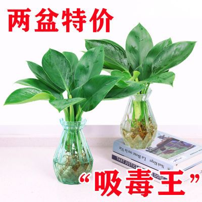 绿公主室内办公室不开花