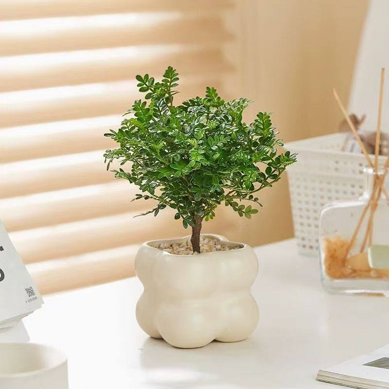 正宗清香胡椒木盆栽驱蚊草植物室内绿植花卉办公室桌面四季好养活,鲜花速递/花卉仿真/绿植园艺,绿植,淘宝优惠券,粉丝福利购,淘宝优惠卷