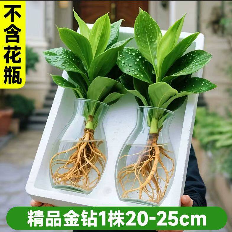 (基地批发)大叶金钻水培植物绿公主盆栽办公室内好养易活绿萝绿植