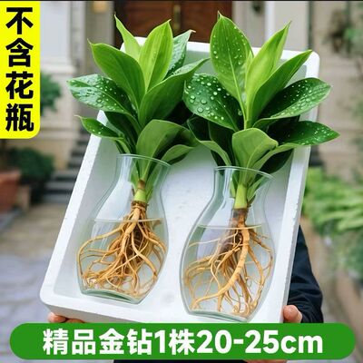 (基地批发)大叶金钻水培植物绿公主盆栽办公室内好养易活绿萝绿植