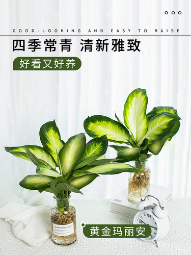 玛丽安水培植物万年青银皇后