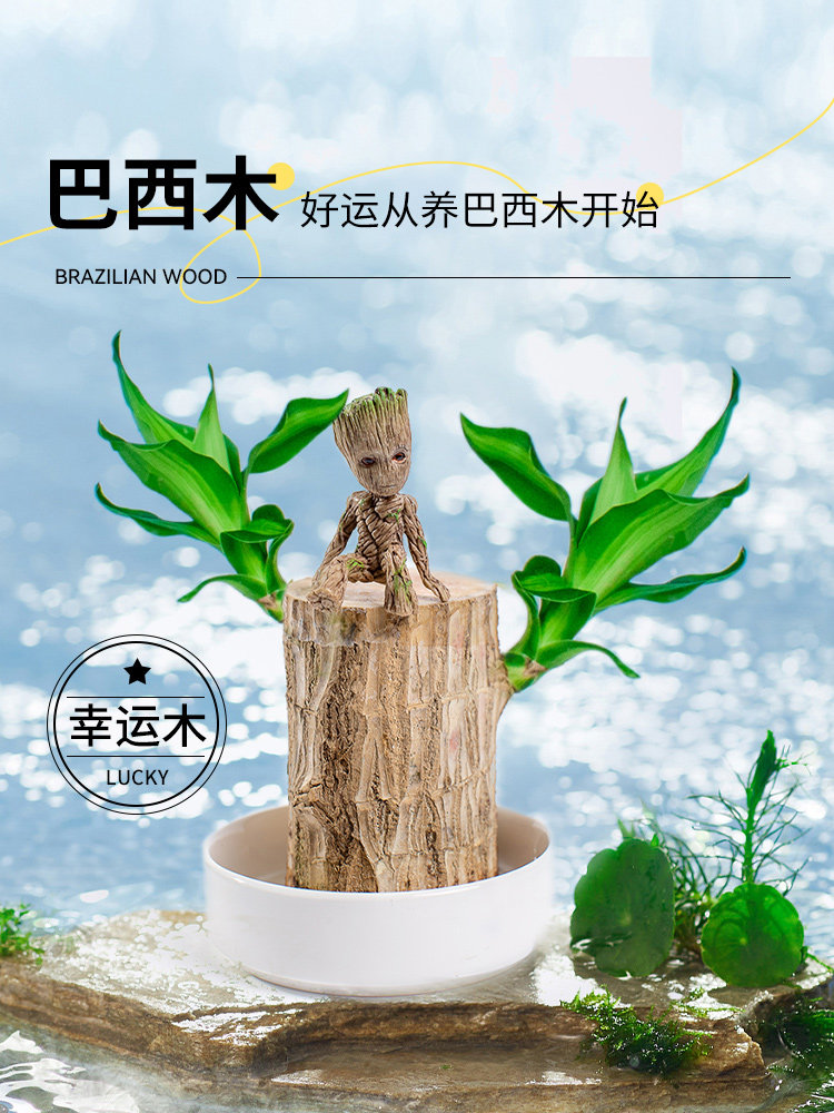 【精品巴西木】水养幸运木开花绿植室内盆栽水培植物格鲁特小树人