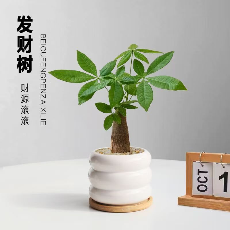 发财树桌面盆栽室内植物办公室客厅招财绿植四季净化空气花卉盆栽