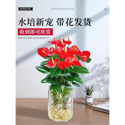 水培红掌白掌盆栽一帆风顺花卉植物室内好养绿植鸿运当头四季开花