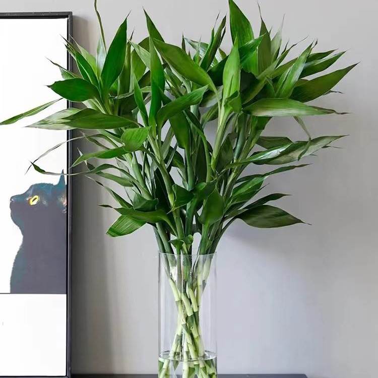 富贵竹水培植物转运竹子绿植盆栽客厅招发财树绿萝花卉植物室内花
