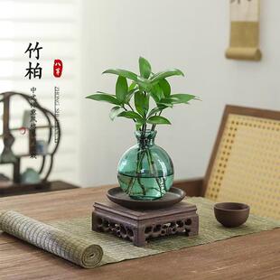 竹柏盆栽室内办公桌面中式 摆件好养懒人水培绿植净化空气植物盆景
