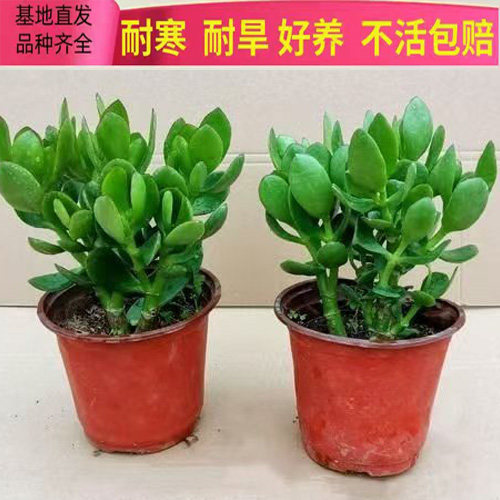 玉树盆栽老桩大叶红边玉树树苗精品多肉植物大颗好养室内花卉绿植