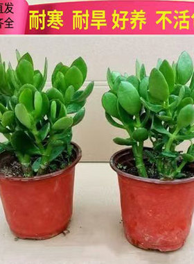 玉树盆栽老桩大叶红边玉树树苗精品多肉植物大颗好养室内花卉绿植