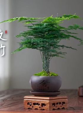 【精品】文竹盆栽植物室内净化空气办公室绿植花卉盆栽盆景小盆栽