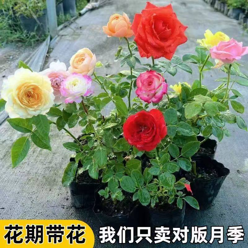 【两颗装】月季花小苗欧月大花浓香阳台盆栽庭院藤本四季开花玫瑰