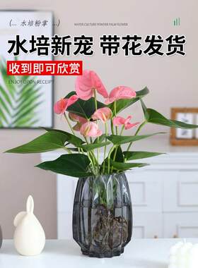 水培植物粉掌盆栽花卉植物室内花办公室桌面四季开花好养红掌绿植