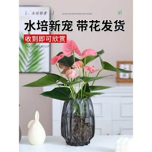 水培植物粉掌盆栽花卉植物室内花办公室桌面四季开花好养红掌绿植