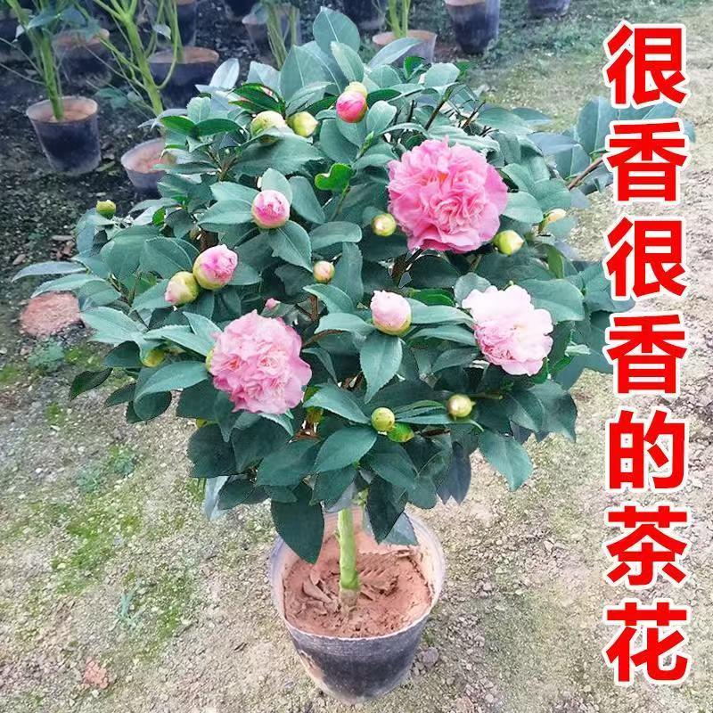 香妃茶花盆栽带花苞浓香型茶花冬季开花室内耐寒花卉植物茶花树苗