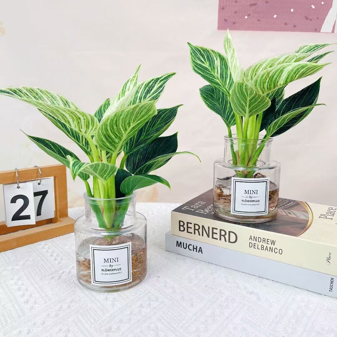 铂金钻蔓绿绒盆栽花卉植物室内花水培绿植卧室好养易活客厅盆栽