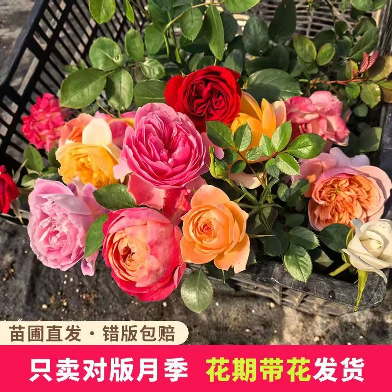 月季花苗爬藤大花浓香盆栽小苗庭院藤本多季开花植物欧月蔷薇玫瑰