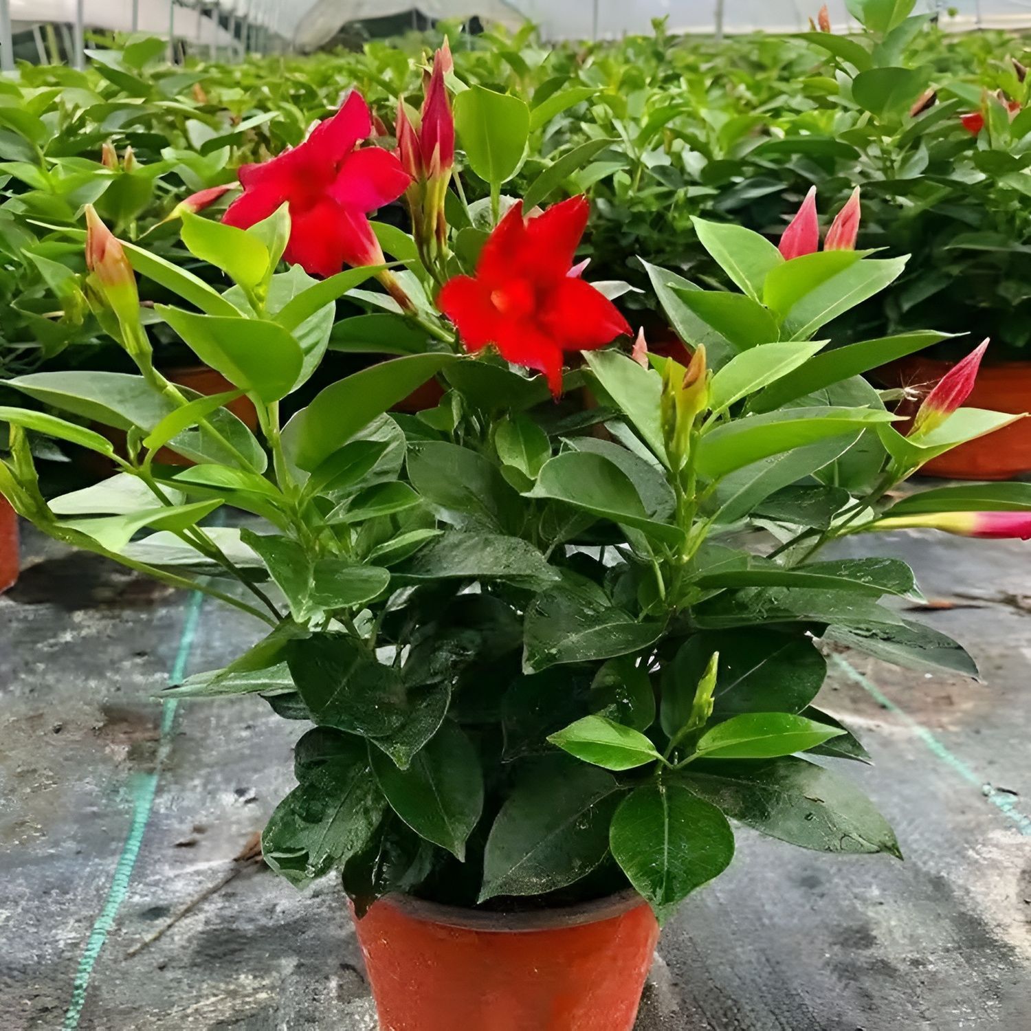 万里飘香藤盆栽花卉绿植盆景室内阳台庭院花期长好养活四季常青藤