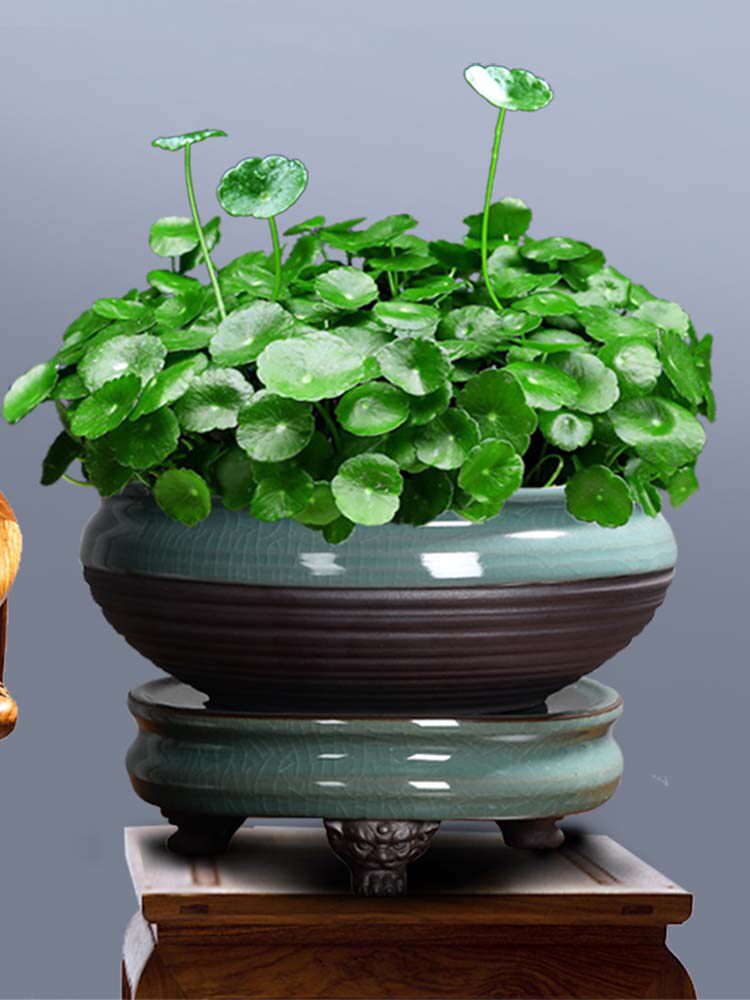 铜钱草盆景大叶水培植物花卉好养室内盆栽客厅水养金钱草桌面绿植
