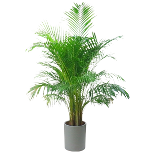 散尾葵盆栽凤尾竹室内家庭客厅大型绿植袖珍叶夏威夷富贵椰盆包邮