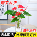 陆续开花植物 水培红掌室内水培土培盆栽一帆风顺四季 带花发货