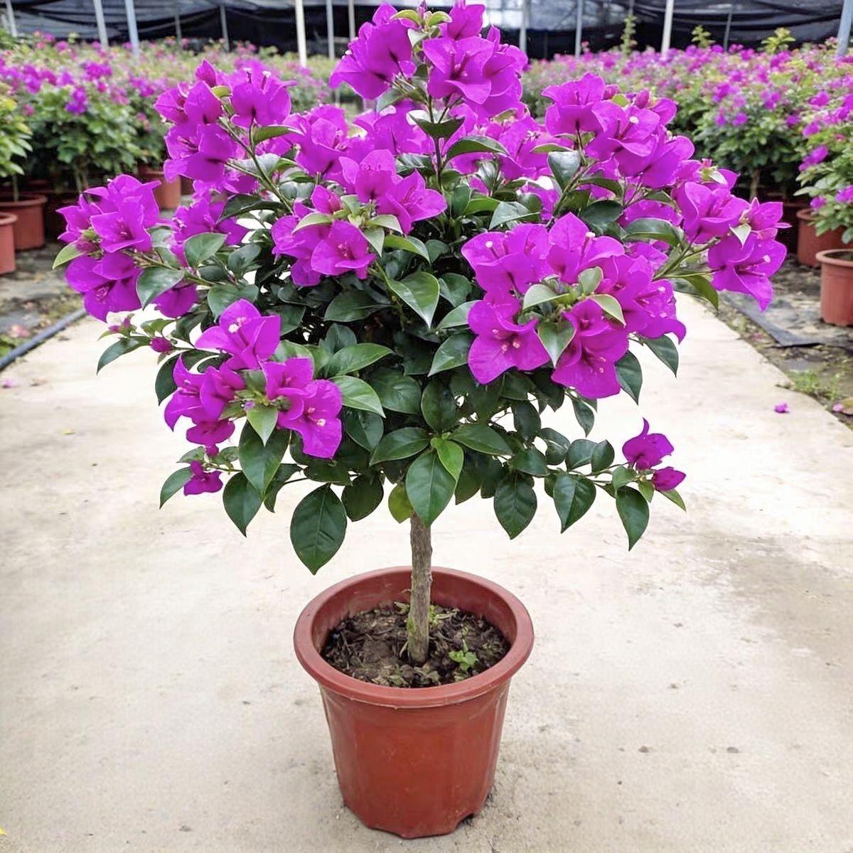 三角梅四季开花带花苞阳台爬藤绿植盆栽花苗耐寒老桩多色花卉盆景