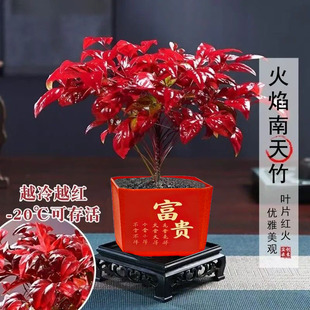 火焰南天竹盆栽冬季耐寒红叶绿植室内外客厅阳台四季好养植物盆景
