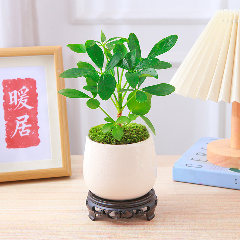 鸭脚木小盆景四季常青花卉植物室内好养办公室绿植八方来财易养活