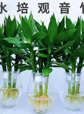 观音竹富贵竹水培植物盆栽办公室