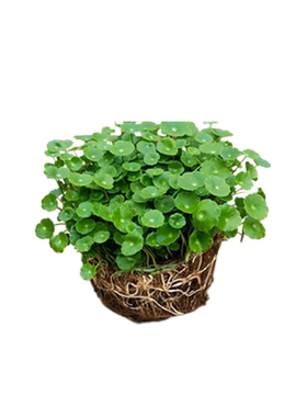 铜钱草水培植物好养殖